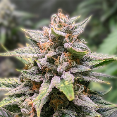 Cannabis Seeds Alberta A Comprehensive Guide Cannabis Seeds Alberta A Comprehensive Guide